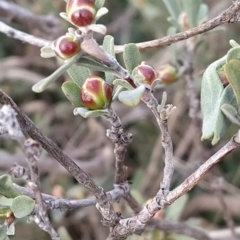 Hibbertia obtusifolia at Fadden, ACT - 19 Sep 2023 07:11 AM