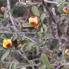 Hibbertia obtusifolia at Fadden, ACT - 19 Sep 2023 07:11 AM