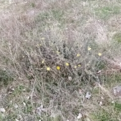 Hibbertia obtusifolia at Fadden, ACT - 19 Sep 2023 07:11 AM