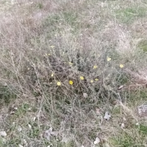 Hibbertia obtusifolia at Fadden, ACT - 19 Sep 2023 07:11 AM