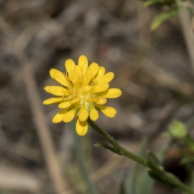 Calotis lappulacea (Yellow Burr Daisy) at Ginninderry Conservation Corridor - 17 Sep 2023 by AlisonMilton