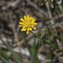 Calotis lappulacea at Strathnairn, ACT - 17 Sep 2023