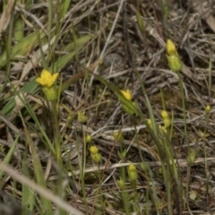 Cicendia quadrangularis (Oregon Timwort) at Strathnairn, ACT - 17 Sep 2023 by AlisonMilton