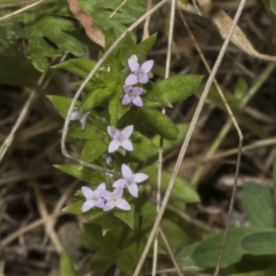 Sherardia arvensis (Field Madder) at Strathnairn, ACT - 17 Sep 2023 by AlisonMilton