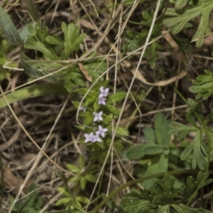 Sherardia arvensis at Strathnairn, ACT - 17 Sep 2023