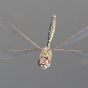 Hemicordulia tau at Greenway, ACT - 19 Sep 2023 09:33 AM