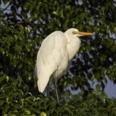 Ardea alba (Great Egret) at Cairns City, QLD - 11 Aug 2023 by AlisonMilton