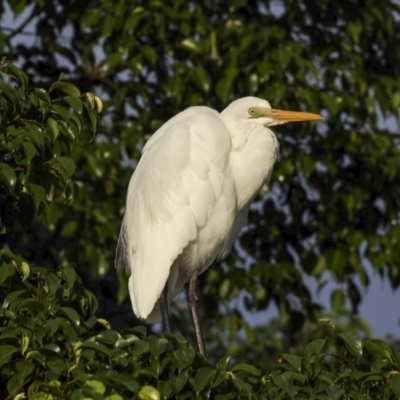 Ardea alba (Great Egret) at Cairns City, QLD - 11 Aug 2023 by AlisonMilton