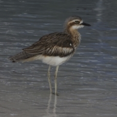 Burhinus grallarius (Bush Stone-curlew) at Cairns City, QLD - 11 Aug 2023 by AlisonMilton