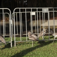 Burhinus grallarius at Cairns City, QLD - 12 Aug 2023 07:12 AM