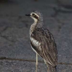 Burhinus grallarius at Cairns City, QLD - 12 Aug 2023 07:12 AM