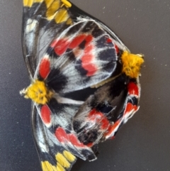 Delias harpalyce (Imperial Jezebel) at Mount Majura - 19 Sep 2023 by JBrickhill