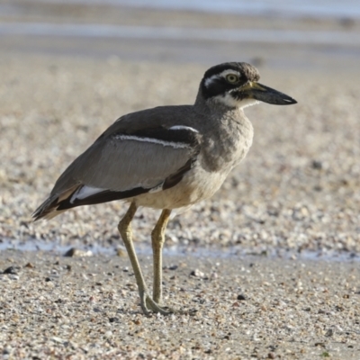 Esacus magnirostris (Beach Stone-curlew) at Cairns City, QLD - 10 Aug 2023 by AlisonMilton