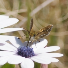 Taractrocera papyria (White-banded Grass-dart) at Lake Tuggeranong - 18 Sep 2023 by roman_soroka