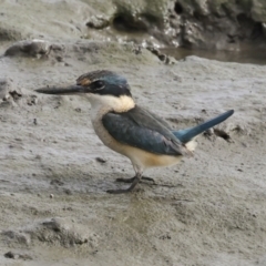 Todiramphus sanctus (Sacred Kingfisher) at Cairns City, QLD - 11 Aug 2023 by AlisonMilton