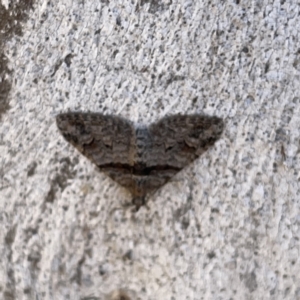 Phrissogonus laticostata at Russell, ACT - 19 Sep 2023