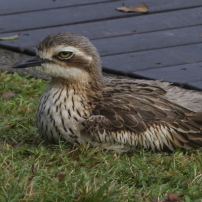 Burhinus grallarius (Bush Stone-curlew) at Cairns City, QLD - 12 Aug 2023 by AlisonMilton