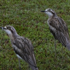 Burhinus grallarius at Cairns City, QLD - 12 Aug 2023 08:10 AM