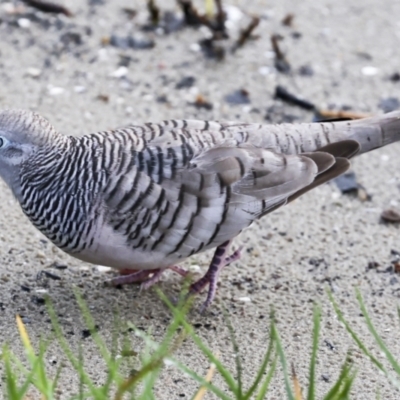 Geopelia placida (Peaceful Dove) at Cairns City, QLD - 12 Aug 2023 by AlisonMilton