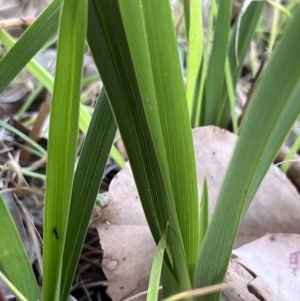 Dianella sp. aff. longifolia (Benambra) at Higgins, ACT - 14 Sep 2023