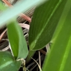 Dianella sp. aff. longifolia (Benambra) at Higgins, ACT - 14 Sep 2023