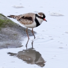 Charadrius melanops (Black-fronted Dotterel) at Cairns City, QLD - 12 Aug 2023 by AlisonMilton