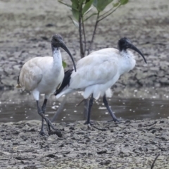 Threskiornis molucca (Australian White Ibis) at Cairns City, QLD - 12 Aug 2023 by AlisonMilton