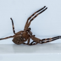 Neosparassus calligaster (Beautiful Badge Huntsman) at Wingecarribee Local Government Area - 19 Sep 2023 by Aussiegall