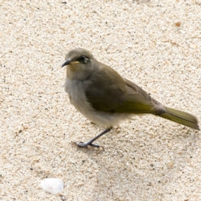 Lichmera indistincta (Brown Honeyeater) at Cairns City, QLD - 11 Aug 2023 by AlisonMilton