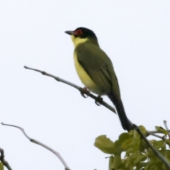 Sphecotheres vieilloti (Australasian Figbird) at Cairns City, QLD - 12 Aug 2023 by AlisonMilton