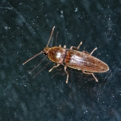 Monocrepidius (genus) (Click beetle) at Penrose, NSW - 19 Sep 2023 by Aussiegall