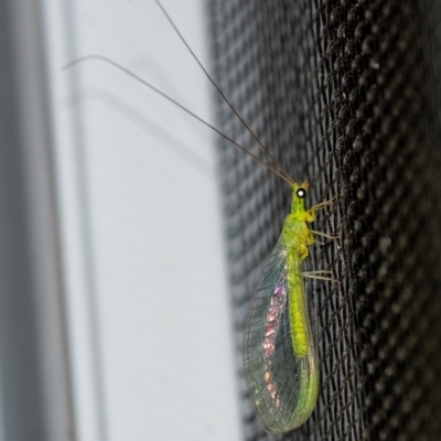 Mallada signatus at Penrose, NSW - 19 Sep 2023 by Aussiegall