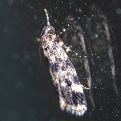 Barea codrella (A concealer moth) at Penrose, NSW - 19 Sep 2023 by Aussiegall