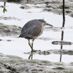 Butorides striata (Striated Heron) at Cairns City, QLD - 11 Aug 2023 by AlisonMilton