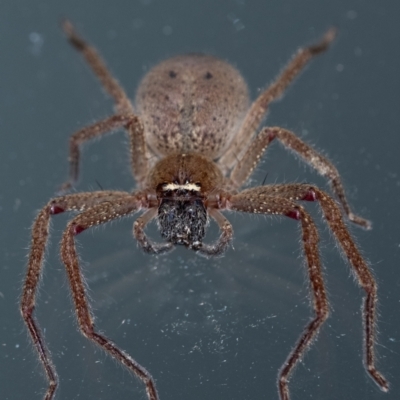 Neosparassus sp. (genus) (Badge huntsman) at Penrose, NSW - 19 Sep 2023 by Aussiegall