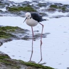 Himantopus leucocephalus at Cairns City, QLD - 12 Aug 2023 05:19 PM