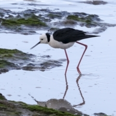Himantopus leucocephalus at Cairns City, QLD - 12 Aug 2023 05:19 PM