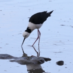 Himantopus leucocephalus at Cairns City, QLD - 12 Aug 2023 05:19 PM