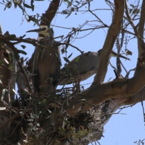 Egretta novaehollandiae at Tharwa, ACT - 19 Sep 2023