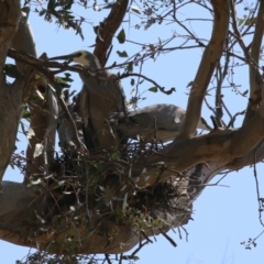 Egretta novaehollandiae at Tharwa, ACT - 19 Sep 2023