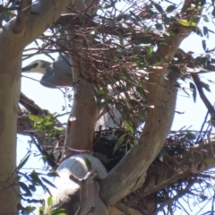 Egretta novaehollandiae at Tharwa, ACT - 19 Sep 2023