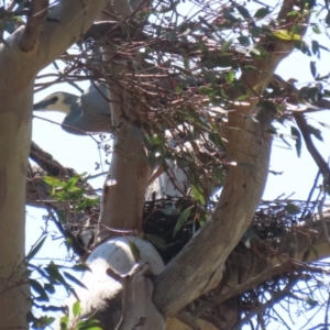 Egretta novaehollandiae at Tharwa, ACT - 19 Sep 2023