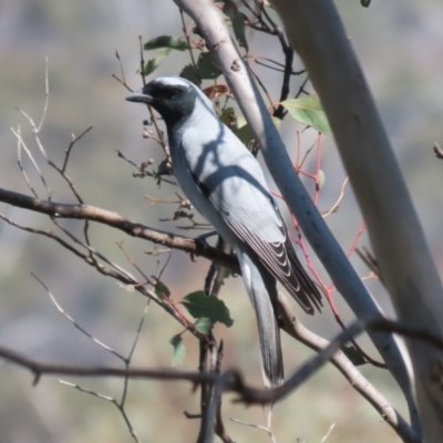 Coracina novaehollandiae (Black-faced Cuckooshrike) at Booth, ACT - 19 Sep 2023 by RodDeb