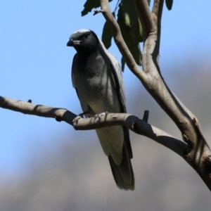 Coracina novaehollandiae at Booth, ACT - 19 Sep 2023