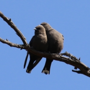 Artamus cyanopterus at Booth, ACT - 19 Sep 2023