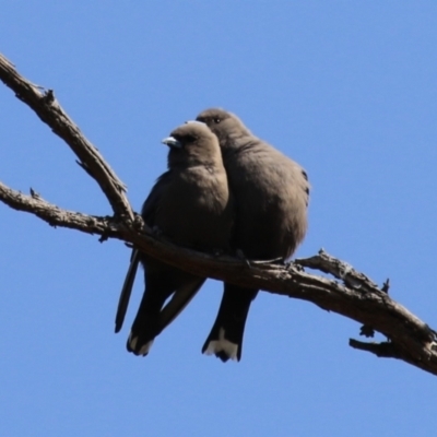 Artamus cyanopterus cyanopterus (Dusky Woodswallow) at Booth, ACT - 19 Sep 2023 by RodDeb