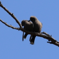 Artamus cyanopterus at Booth, ACT - 19 Sep 2023