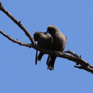 Artamus cyanopterus at Booth, ACT - 19 Sep 2023