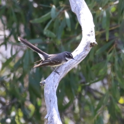 Rhipidura albiscapa (Grey Fantail) at Booth, ACT - 19 Sep 2023 by RodDeb