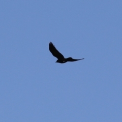 Corvus mellori (Little Raven) at Booth, ACT - 19 Sep 2023 by RodDeb